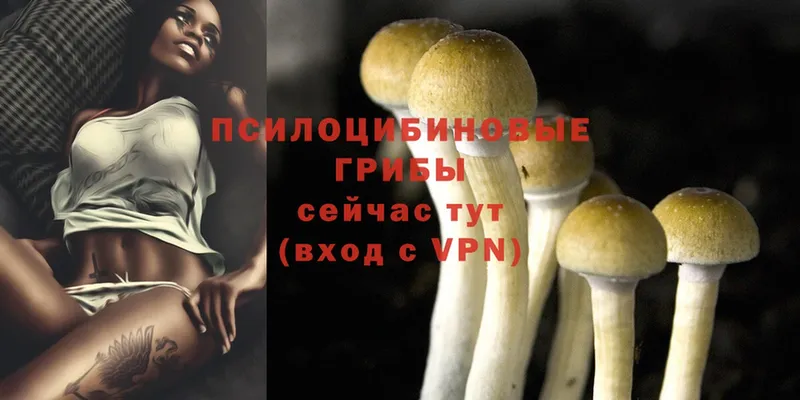 Псилоцибиновые грибы Psilocybe  Бирюч 